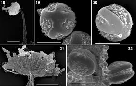 Attēlu rezultāti vaicājumam “Clastoderma debaryanum macro”