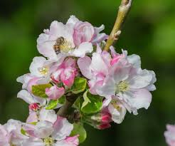 Attēlu rezultāti vaicājumam “Malus domestica flower”