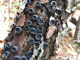 Attēlu rezultāti vaicājumam “Biscogniauxia granmoi”