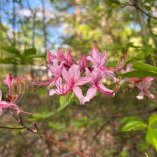 Attēlu rezultāti vaicājumam “Rhododendron periclymenoides”