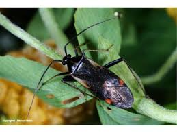 Attēlu rezultāti vaicājumam “Adelphocoris seticornis”