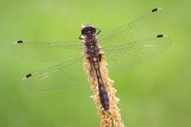 Attēlu rezultāti vaicājumam “Leucorrhinia caudalis”