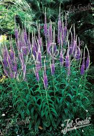 Attēlu rezultāti vaicājumam “Veronica longifolia fruit”