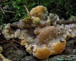 Attēlu rezultāti vaicājumam “Phlebia rufa”