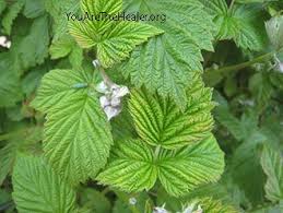 Attēlu rezultāti vaicājumam “Rubus idaeus leaf”