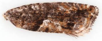 Attēlu rezultāti vaicājumam “Epinotia immundana”