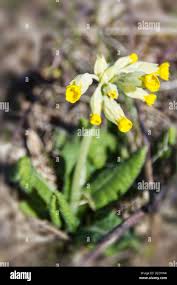 Attēlu rezultāti vaicājumam “Primula veris fruit”