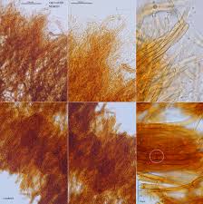 Attēlu rezultāti vaicājumam “Onnia triquetra”