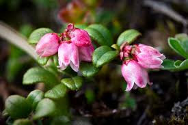 Attēlu rezultāti vaicājumam “Vaccinium vitis-idaea flower”