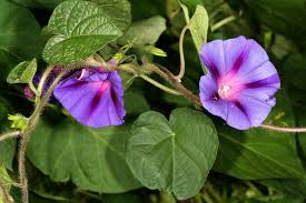 Image result for Ipomoea purpurea