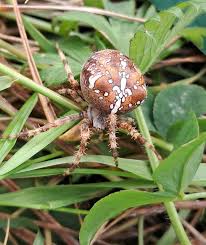 Attēlu rezultāti vaicājumam “Araneus quadratus”