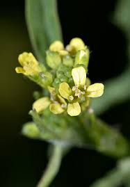 Attēlu rezultāti vaicājumam “Sisymbrium volgense flower”