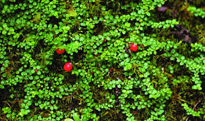 Attēlu rezultāti vaicājumam “Gaultheria cuneata”