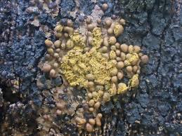 Attēlu rezultāti vaicājumam “Trichia scabra spores”