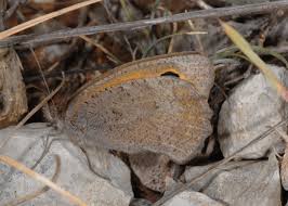 Attēlu rezultāti vaicājumam “Hyponephele lycaon”