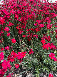 Attēlu rezultāti vaicājumam “Dianthus deltoides”