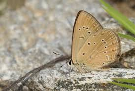 Attēlu rezultāti vaicājumam “Agrodiaetus damon”