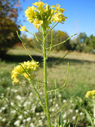 Attēlu rezultāti vaicājumam “Sisymbrium loeselii flower”