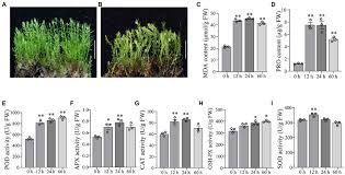 Attēlu rezultāti vaicājumam “Pohlia nutans”