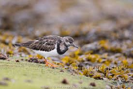 Attēlu rezultāti vaicājumam “Arenaria interpres adult”