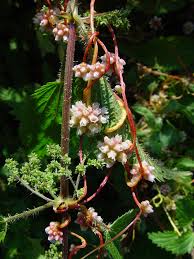 Attēlu rezultāti vaicājumam “Cuscuta europaea flower”