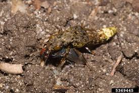 Attēlu rezultāti vaicājumam “Platydracus fulvipes”