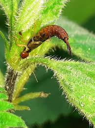 Attēlu rezultāti vaicājumam “Forficula auricularia male”