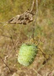Attēlu rezultāti vaicājumam “Echinocystis lobata”