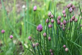 Attēlu rezultāti vaicājumam “Allium schoenoprasum bud”