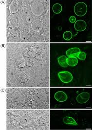 Attēlu rezultāti vaicājumam “Didymium crustaceum plasmodium”