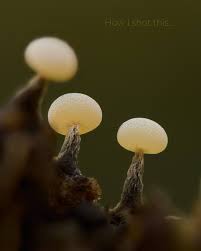 Attēlu rezultāti vaicājumam “Stemonitis lignicola spores”