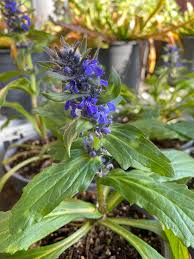 Attēlu rezultāti vaicājumam “Ajuga genevensis flower”