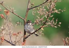 Image result for Emberiza pusilla