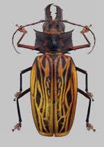 Attēlu rezultāti vaicājumam “Cerambycidae”