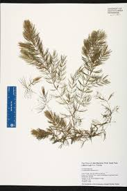 Attēlu rezultāti vaicājumam “Ceratophyllaceae”