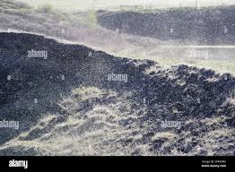 Attēlu rezultāti vaicājumam “Tanytarsus”