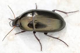 Attēlu rezultāti vaicājumam “Amara sp.”