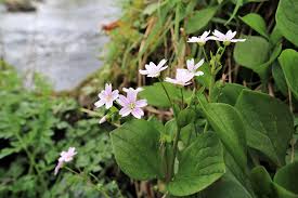 Attēlu rezultāti vaicājumam “Claytonia sibirica flower”