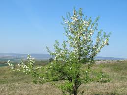 Attēlu rezultāti vaicājumam “Pyrus pyraster”