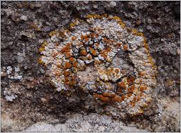 Attēlu rezultāti vaicājumam “Licea pusilla”