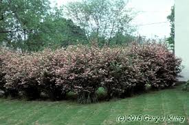 Attēlu rezultāti vaicājumam “Lonicera tatarica”