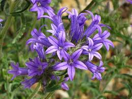 Image result for Campanula lingulata
