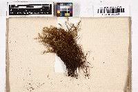 Attēlu rezultāti vaicājumam “Pohlia wahlenbergii var. calcarea”