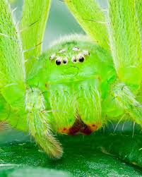 Attēlu rezultāti vaicājumam “Micrommata virescens”