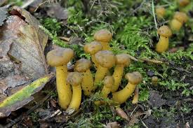 Attēlu rezultāti vaicājumam “Leotia lubrica”