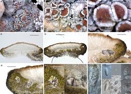 Attēlu rezultāti vaicājumam “Lecanora conizaeoides”