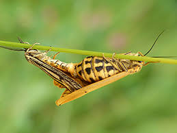 Attēlu rezultāti vaicājumam “Spiris striata”