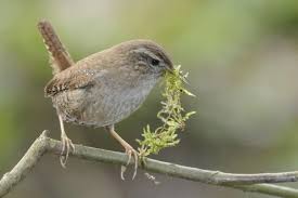 Attēlu rezultāti vaicājumam “Troglodytes troglodytes”