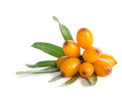 Attēlu rezultāti vaicājumam “Hippophae rhamnoides fruit”