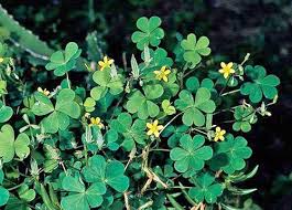 Attēlu rezultāti vaicājumam “Oxalis corniculata”
